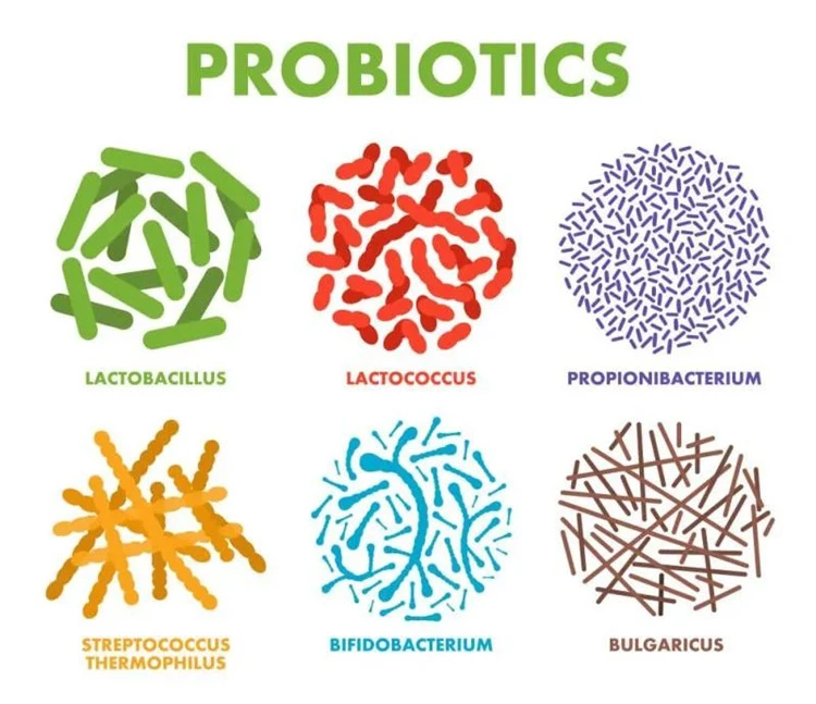probiotics powder
